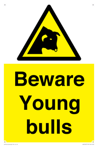 Beware Young bulls